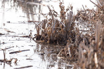 reeds on the surface of the water at sunset