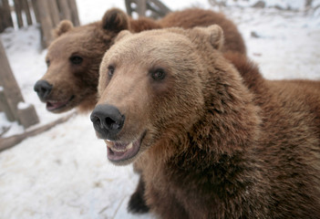 Obraz premium Bears on the farm