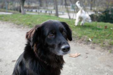 Black dog portrait in the park