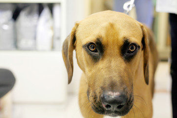 Sad dog portrait in the veterinary