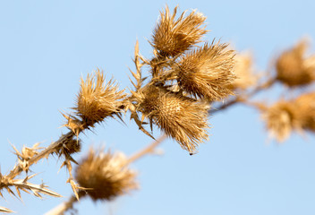Obraz premium Dry prickly plant against the blue sky