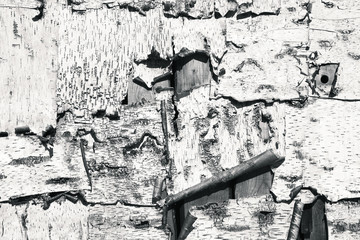 Closeup view of birch tree bark texture. Suitable for an abstract background.
