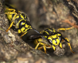 Naklejka na ściany i meble Yellowjacket wasps building nest