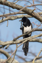 Eurasian Magpie, Common Magpie, Pica Pica
