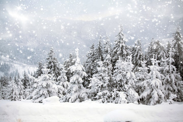 Christmas background with snowy fir trees