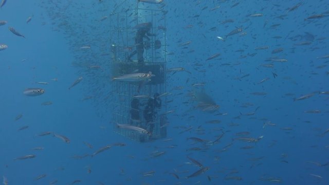 Великолепные подводные погружения с большими белыми акулами у острова Гуадалупе в Тихом океане. Мексика.