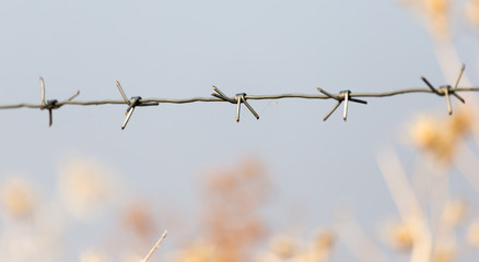 barbed wire on nature
