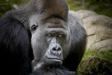 Gorilla