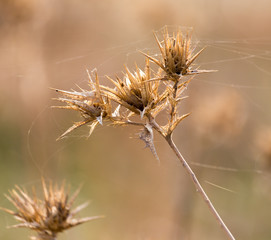 Dry prickly plant in nature