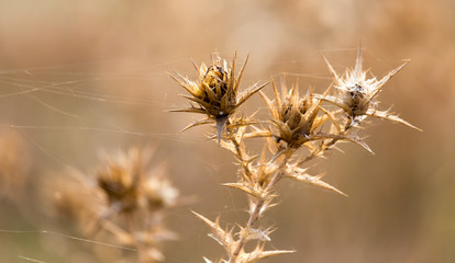 Dry prickly plant in nature