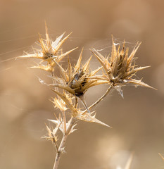 Dry prickly plant in nature