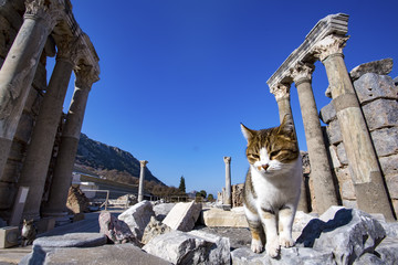 Efes Antik Kenti Ve Kediler