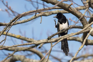 Eurasian Magpie, Common Magpie, Pica Pica
