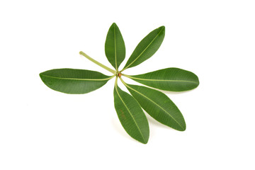 Obraz premium Devil Tree (Alstonia scholaris (L.) R. Br.) Leaves.