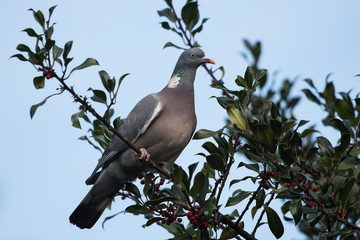 Common Wood Pigeon, Wood Pigeon, Columba palumbus