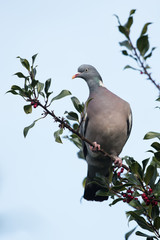 Common Wood Pigeon, Wood Pigeon, Columba palumbus