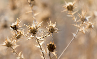 Dry prickly plant in nature