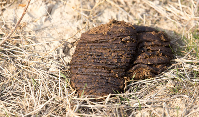 animal feces on the ground