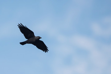 Western Jackdaw, Corvus monedula