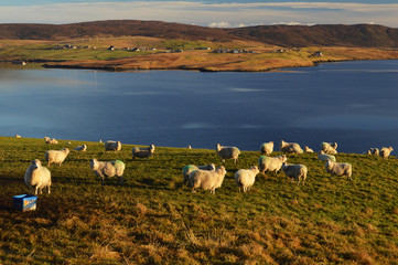Sheep and beautiful view on Shetland Islands