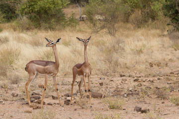 Gerenuk or Giraffe gazelle in Samburu National Park, Kenya, Afri