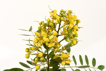 Siamese senna, Siamese cassia, Cassod tree, Thai copperpod (Senna siamea (Lam.) H.S.Irwin &...