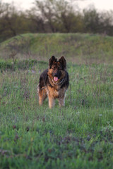 German shepherd  portrait