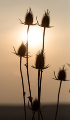 dry plant on the sunset background