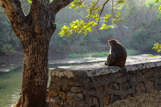 A monkey, sitting on a wall besides a tree, staring at a river and the trees in front of him. The picture is taken from the monkey's backside.