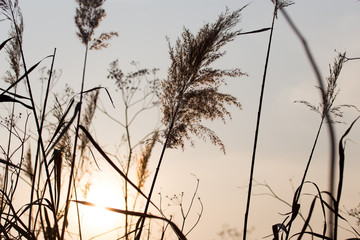 reeds on a sunset background