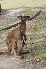 kangaroo with joey
