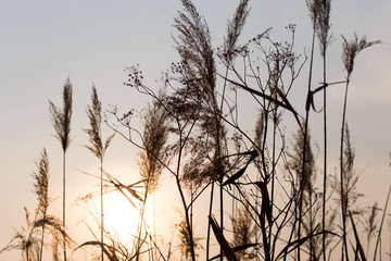 reeds on a sunset background