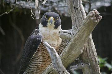 peregrine falcon