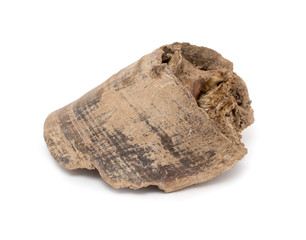 old horse's hoof on a white background