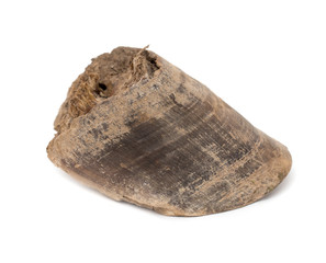 old horse's hoof on a white background