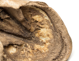 old horse's hoof on a white background