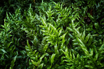 Lush green fern background
