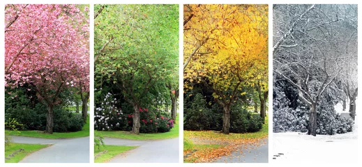 Fotobehang Four seasons on the same street. © Barbara Helgason