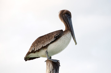 Big pelican perched up high