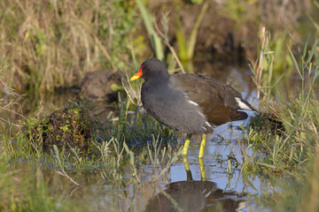 Moorhen Gallinula chloropus feeding in flooded fields Norfolk