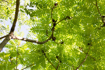 green leaves on the tree in nature