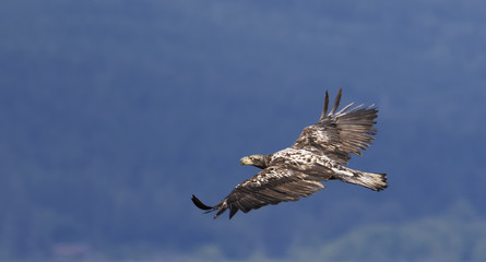 Juvenile Bald Eagle Flying