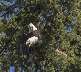 A Pair of Mating Bald Eagles in a Tree