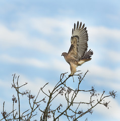 Red Tailed Hawk on a Branch