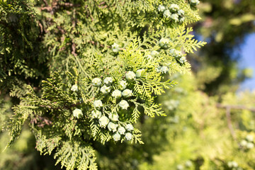 Beautiful branch of a thuja on nature