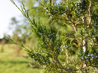 Beautiful branch of a thuja on nature