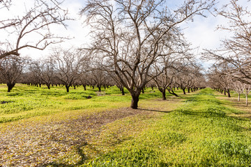 Almond Grove in the Spring 2