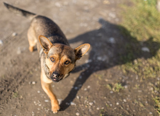 beautiful dog portrait in nature