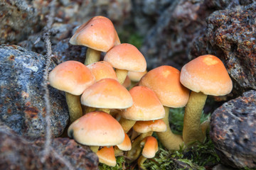 wild murhrooms in autumn forest