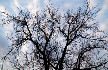 bare branches of a tree in the sun dawn